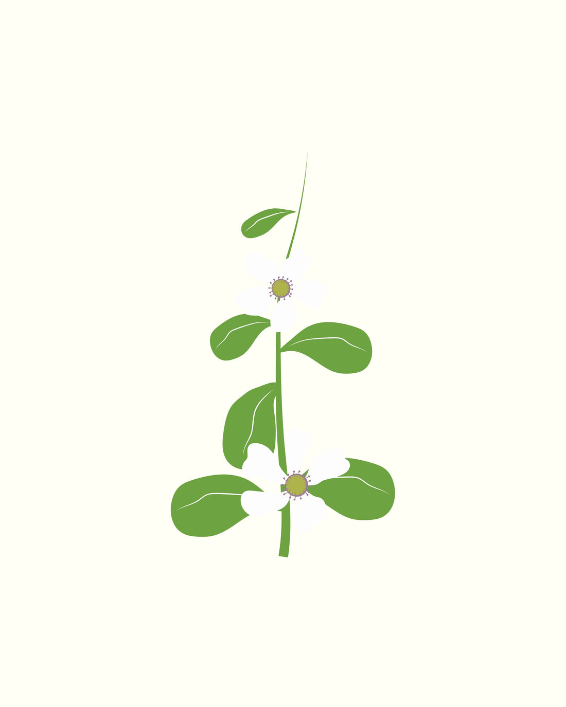 What Is Bacopa? The Quiet Focus Herb in Your Morning Cacao