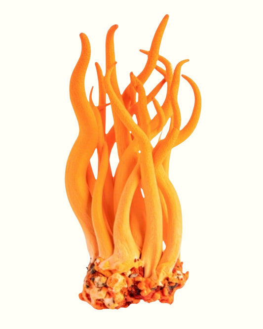 What Is Cordyceps? (And Why It's in Your Morning Cacao)