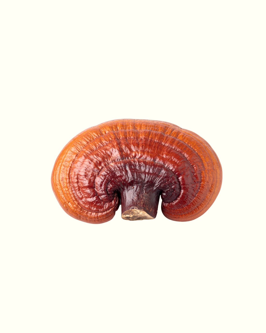 Goba reishi s sijočim rdečerjavim klobukom na kremnem ozadju